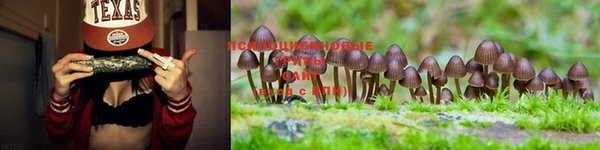ГАЛЛЮЦИНОГЕННЫЕ ГРИБЫ Беломорск